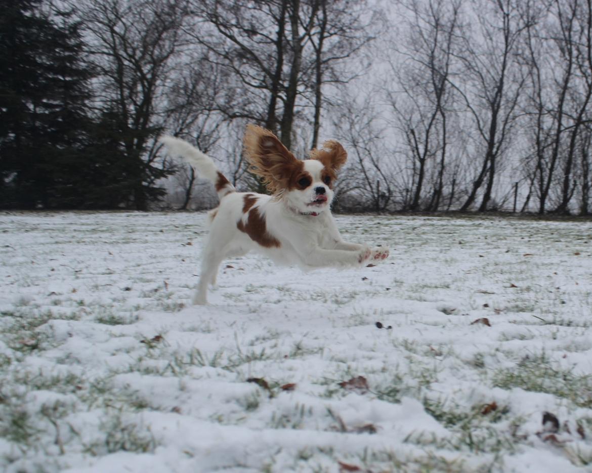 Cavalier king charles spaniel Zika billede 24