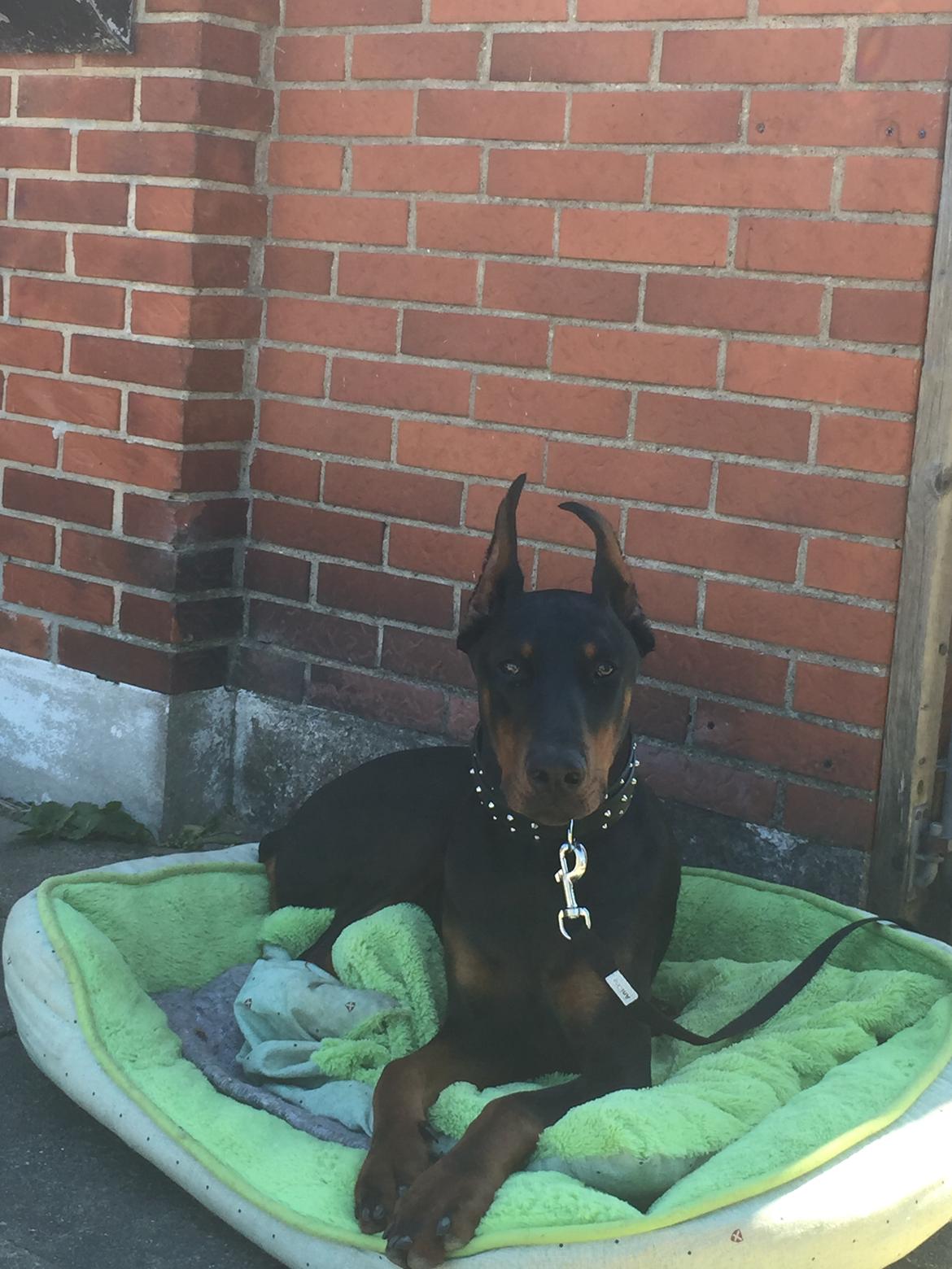 Dobermann Ben  billede 20