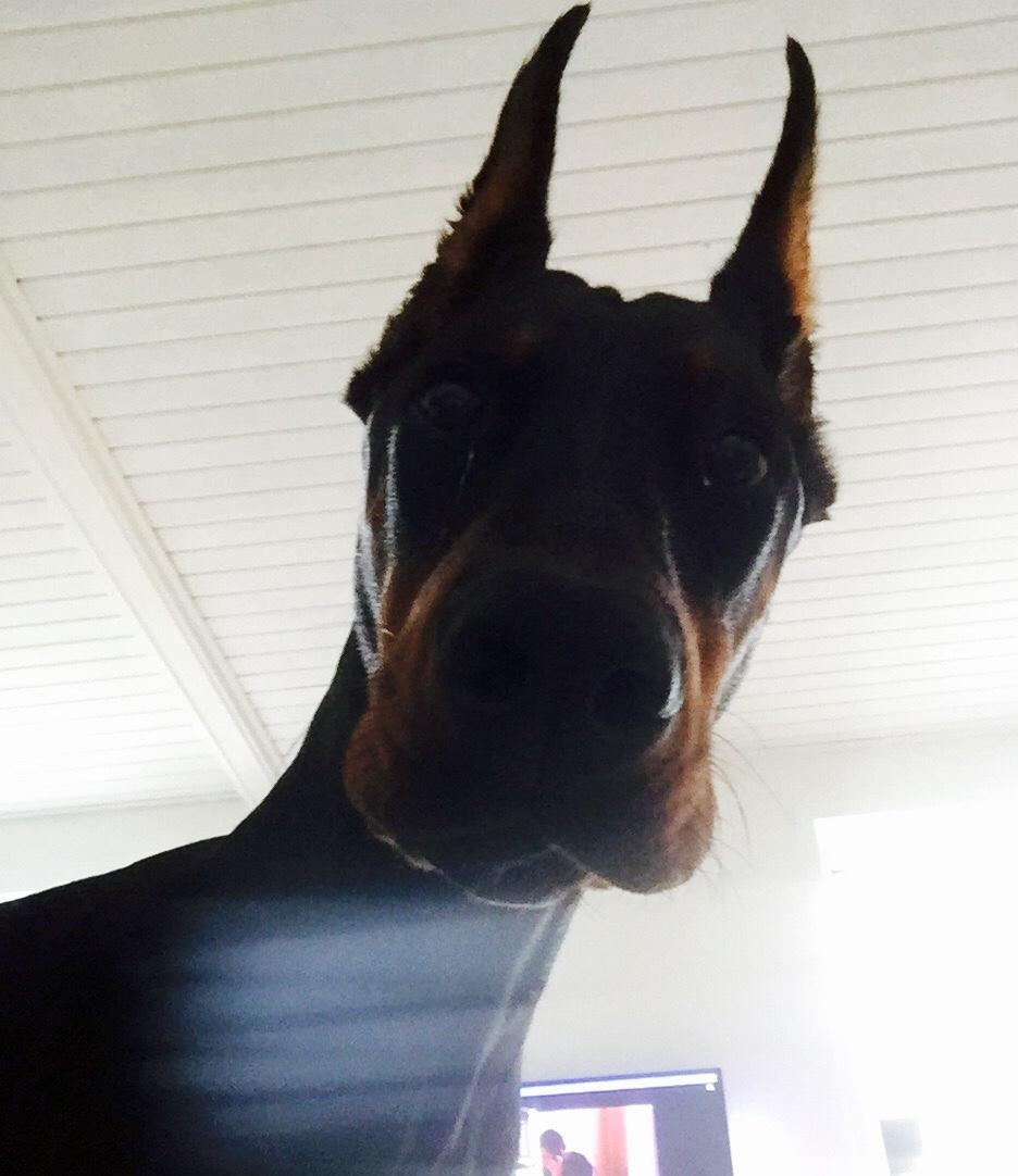 Dobermann Ben  billede 22