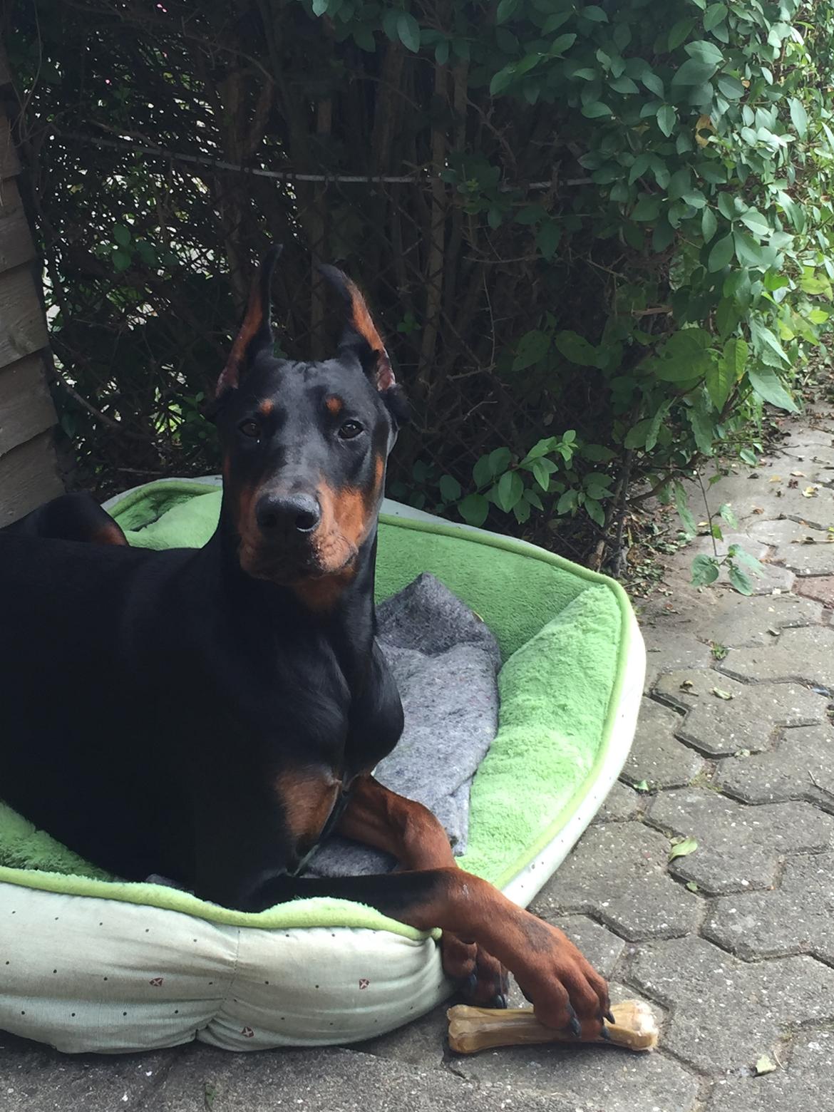 Dobermann Ben  billede 23