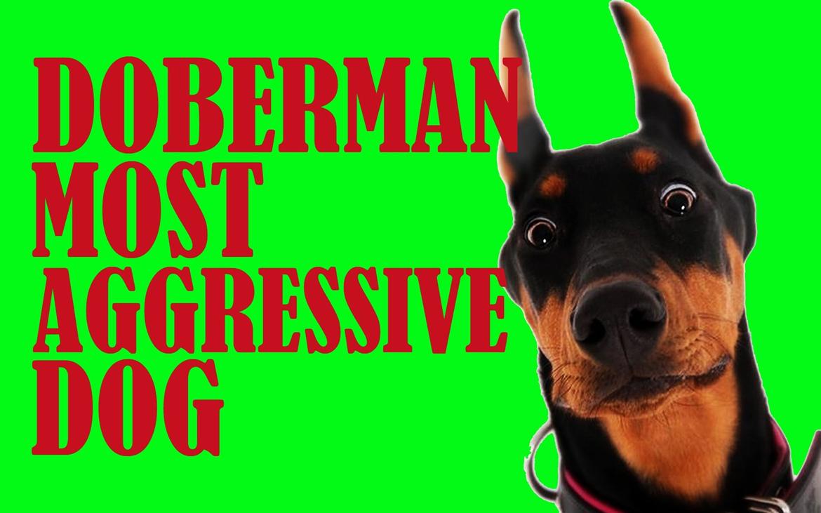 Dobermann Ben  billede 33