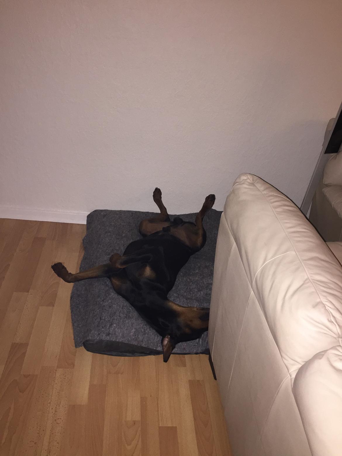 Dobermann Ben  billede 31