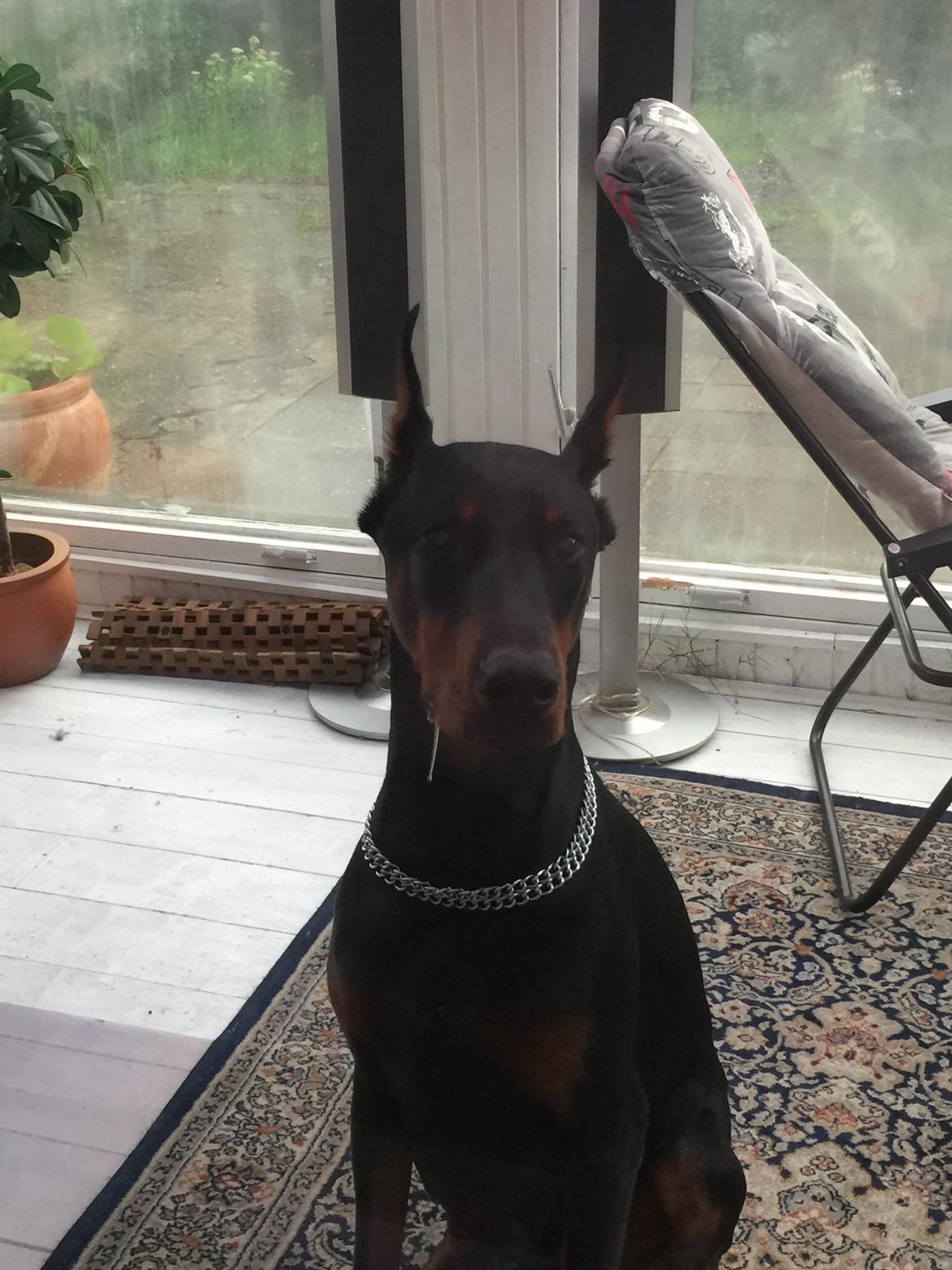 Dobermann Ben  billede 39