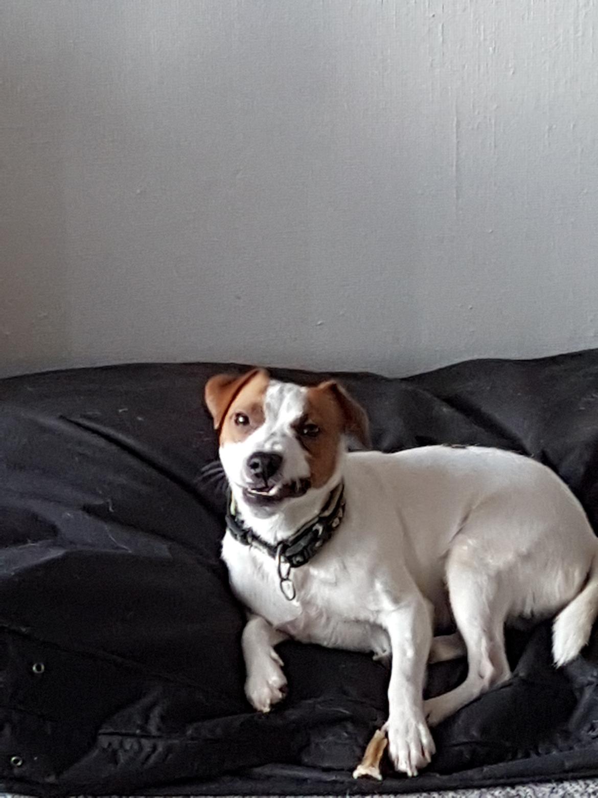 Jack russell terrier Demant's Connie af Top Noch (Saga) billede 8