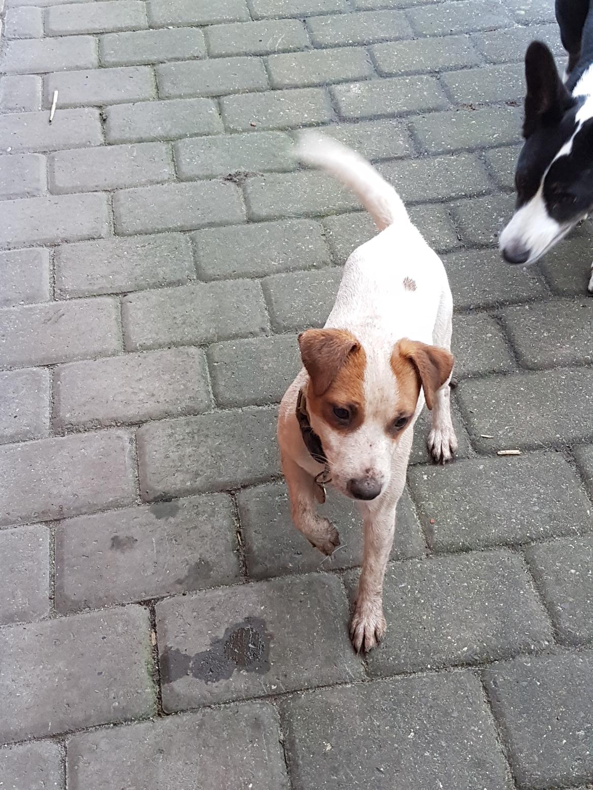 Jack russell terrier Demant's Connie af Top Noch (Saga) billede 9