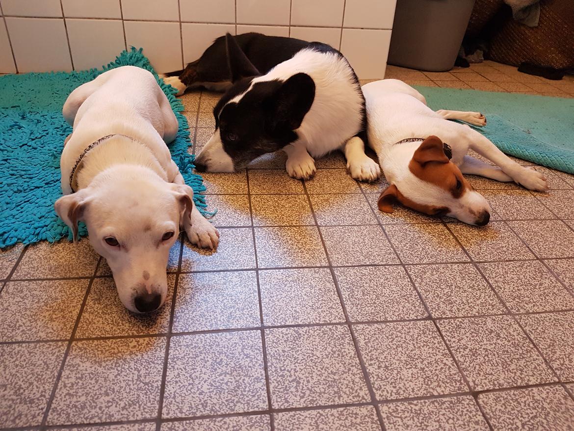 Jack russell terrier Spot of Top Noch (jackson) R.I.P billede 16