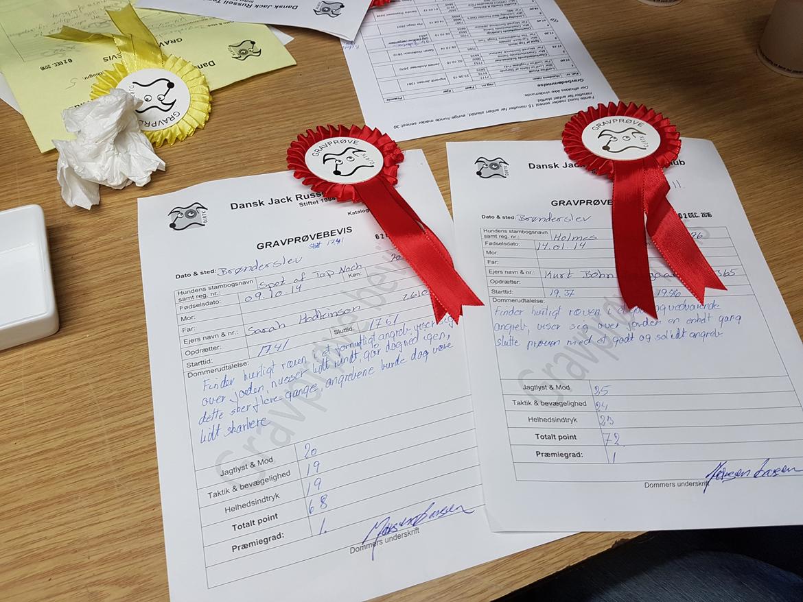 Jack russell terrier Spot of Top Noch (jackson) R.I.P billede 17