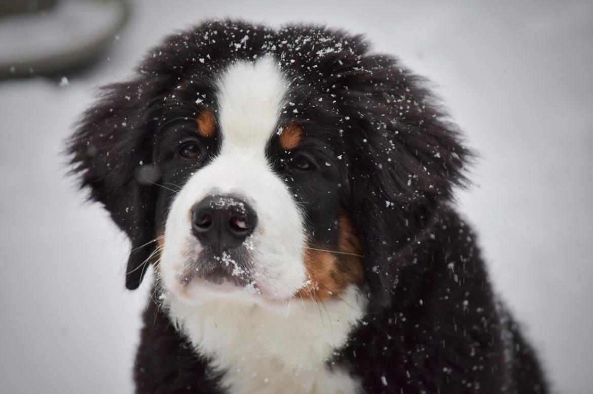 Berner sennenhund Lady Xiera's Teddy Bear (Leopold)  - Han første RIGTIGE sne <3  billede 22