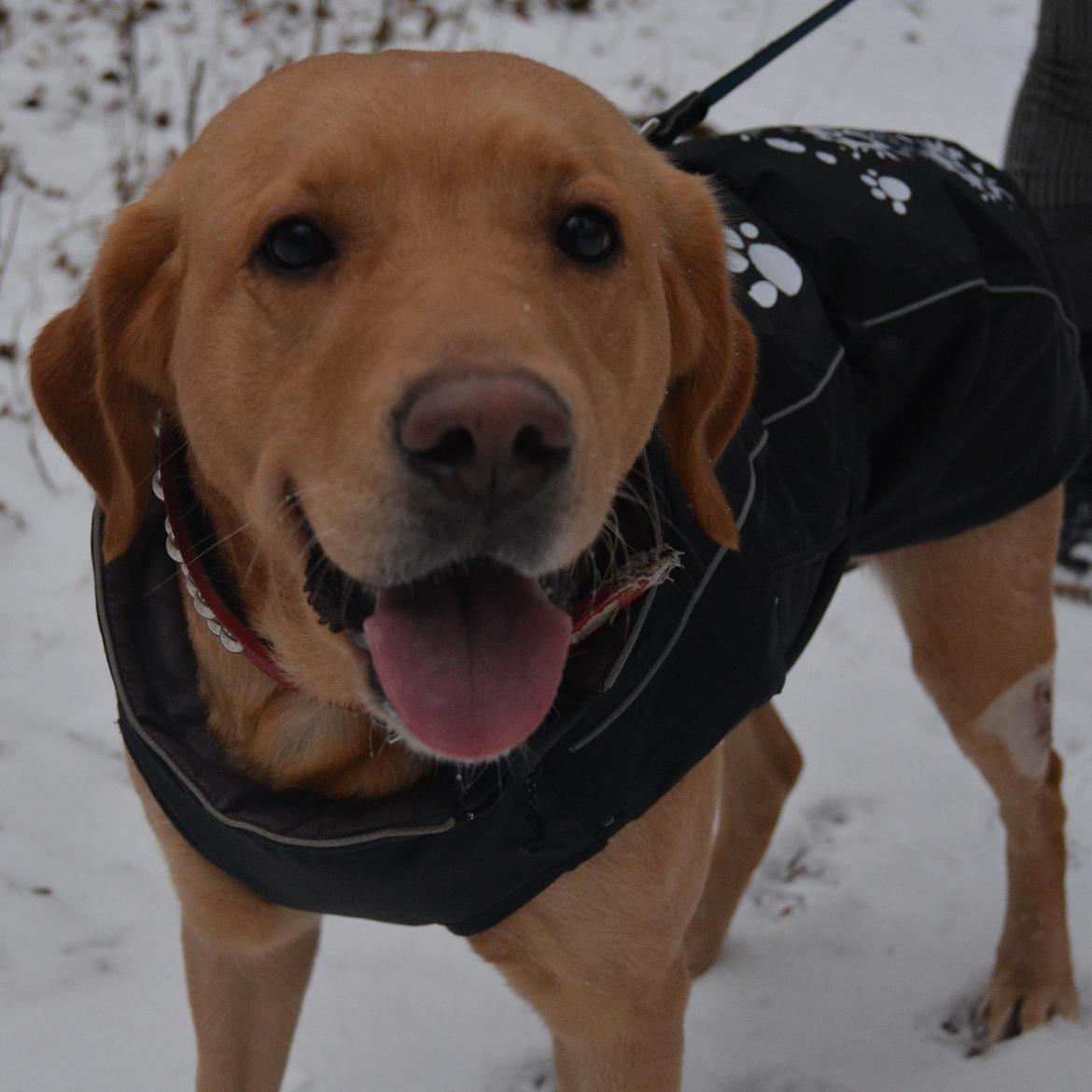 Blanding af racer Nougat (himmelhund) billede 6