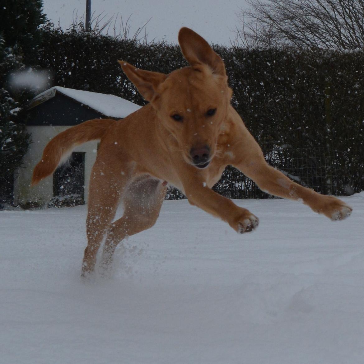 Blanding af racer Nougat (himmelhund) billede 2