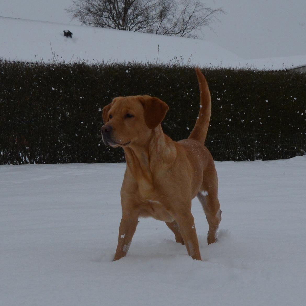 Blanding af racer Nougat (himmelhund) billede 8