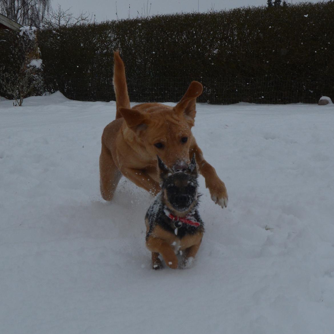 Blanding af racer Nougat (himmelhund) billede 15