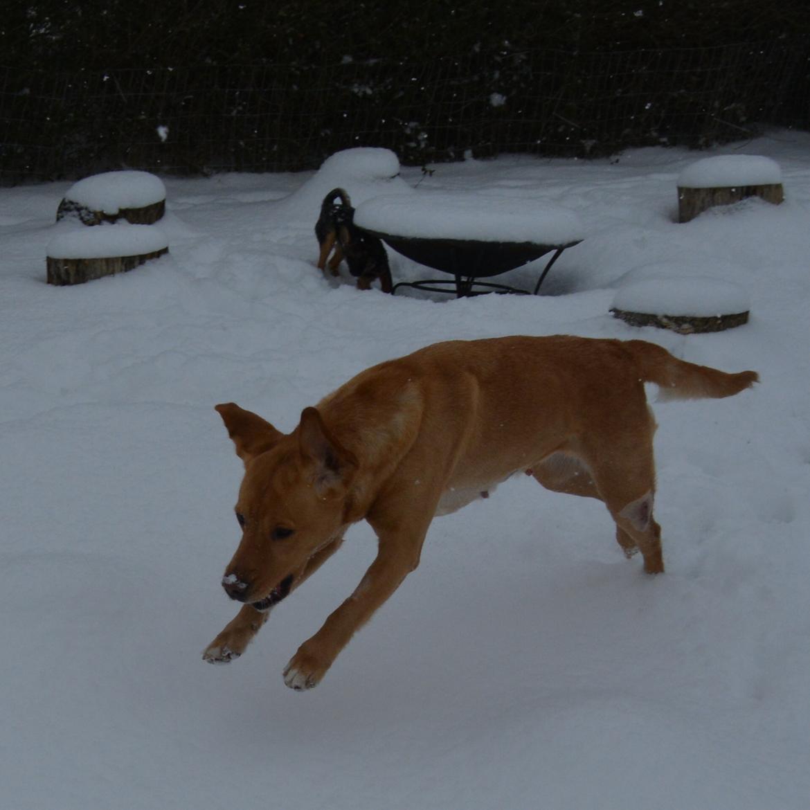 Blanding af racer Nougat (himmelhund) billede 19