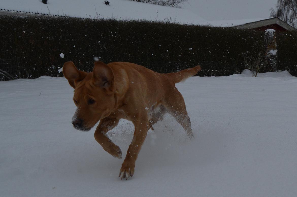 Blanding af racer Nougat (himmelhund) billede 21