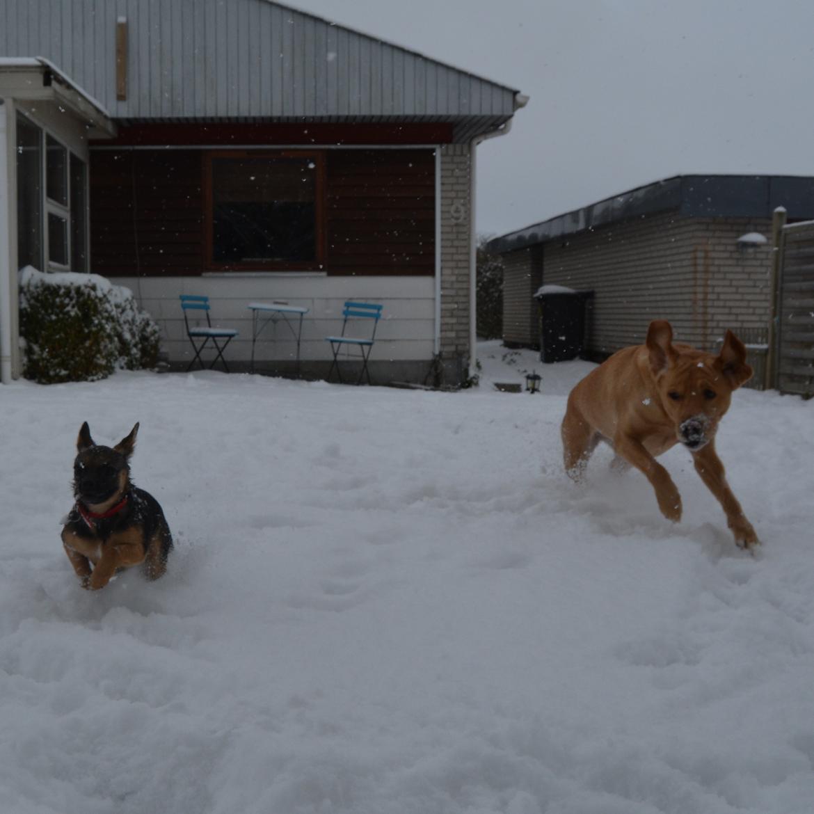 Blanding af racer Nougat (himmelhund) billede 20