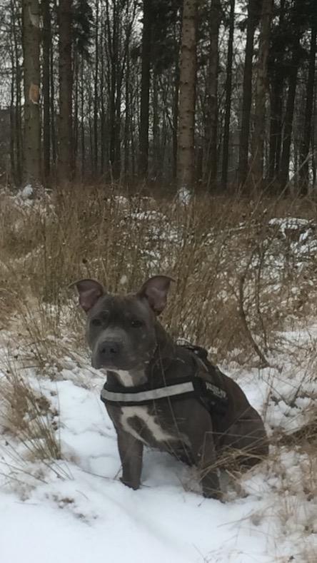 Staffordshire bull terrier Baby Blue  billede 49