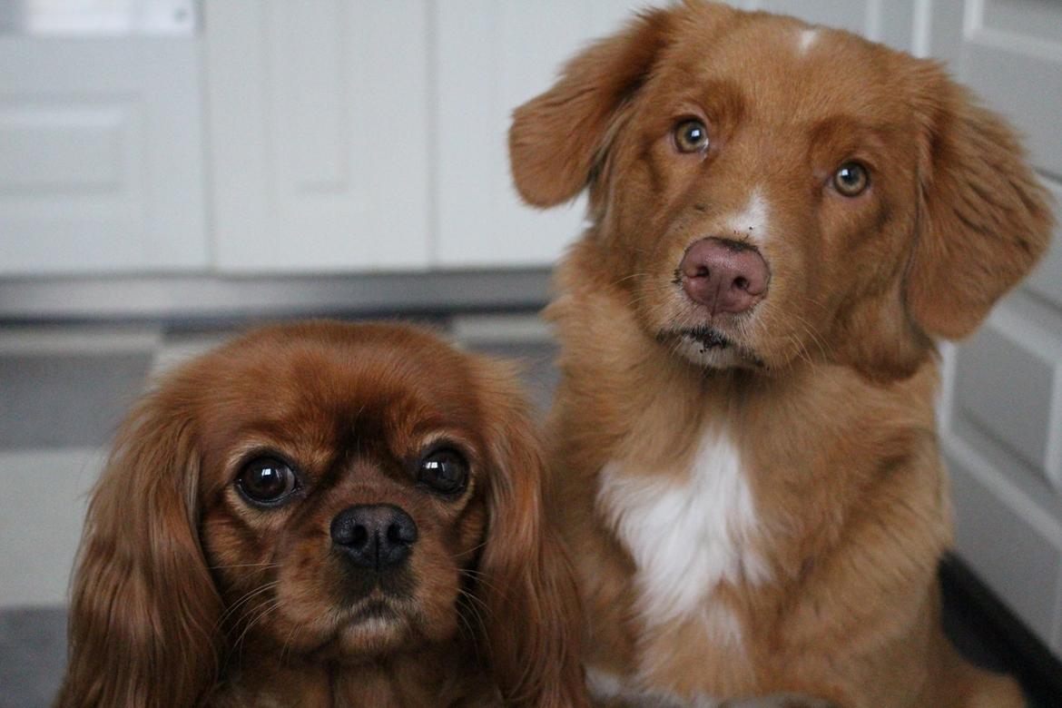 Nova scotia duck tolling retriever Springer Nova's Savanna Of Deye billede 21