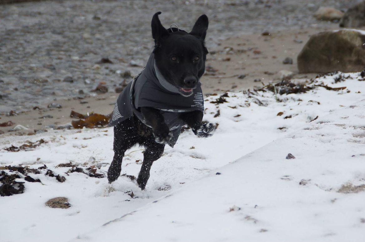 Blanding af racer Freja billede 16