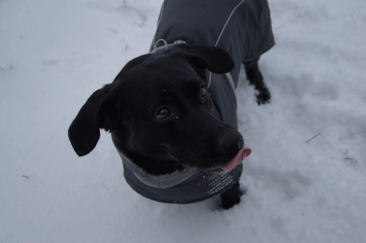 Blanding af racer Freja billede 17