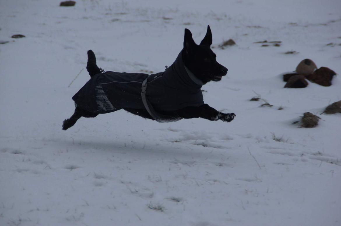 Blanding af racer Freja billede 18