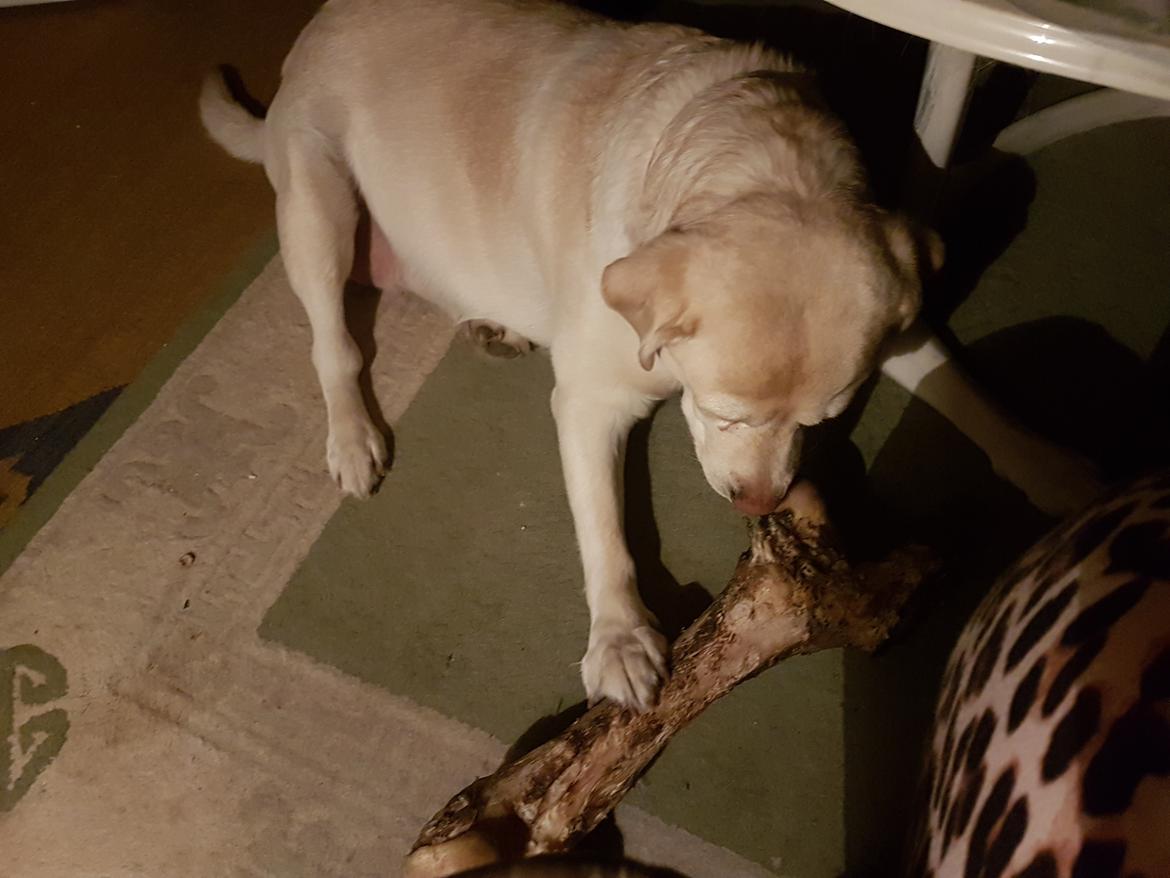 Labrador retriever tanja billede 19