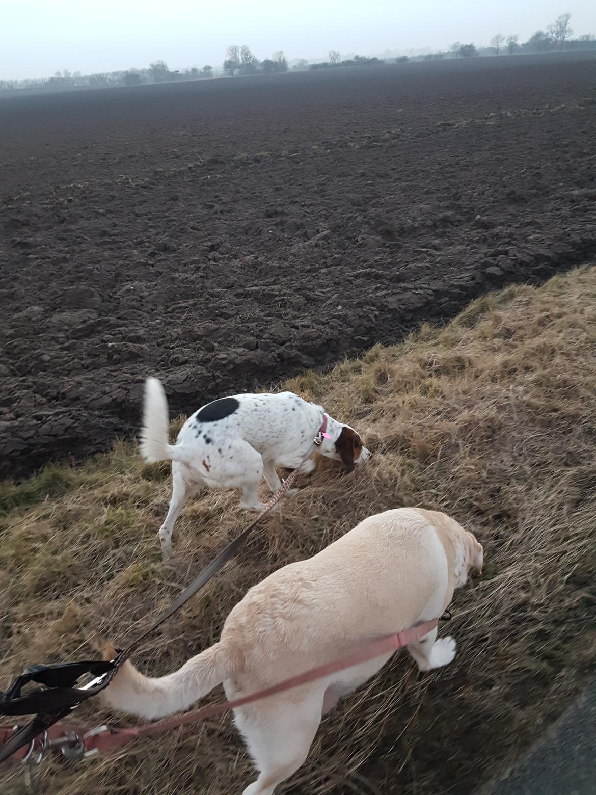 Labrador retriever tanja billede 20