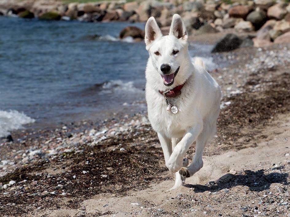 Hvid Schweizisk Hyrdehund Ayla HOTWS billede 3