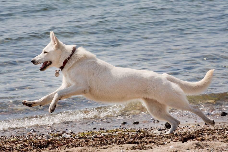 Hvid Schweizisk Hyrdehund Ayla HOTWS billede 4