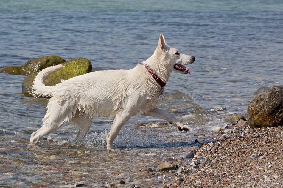 Hvid Schweizisk Hyrdehund Ayla HOTWS billede 5