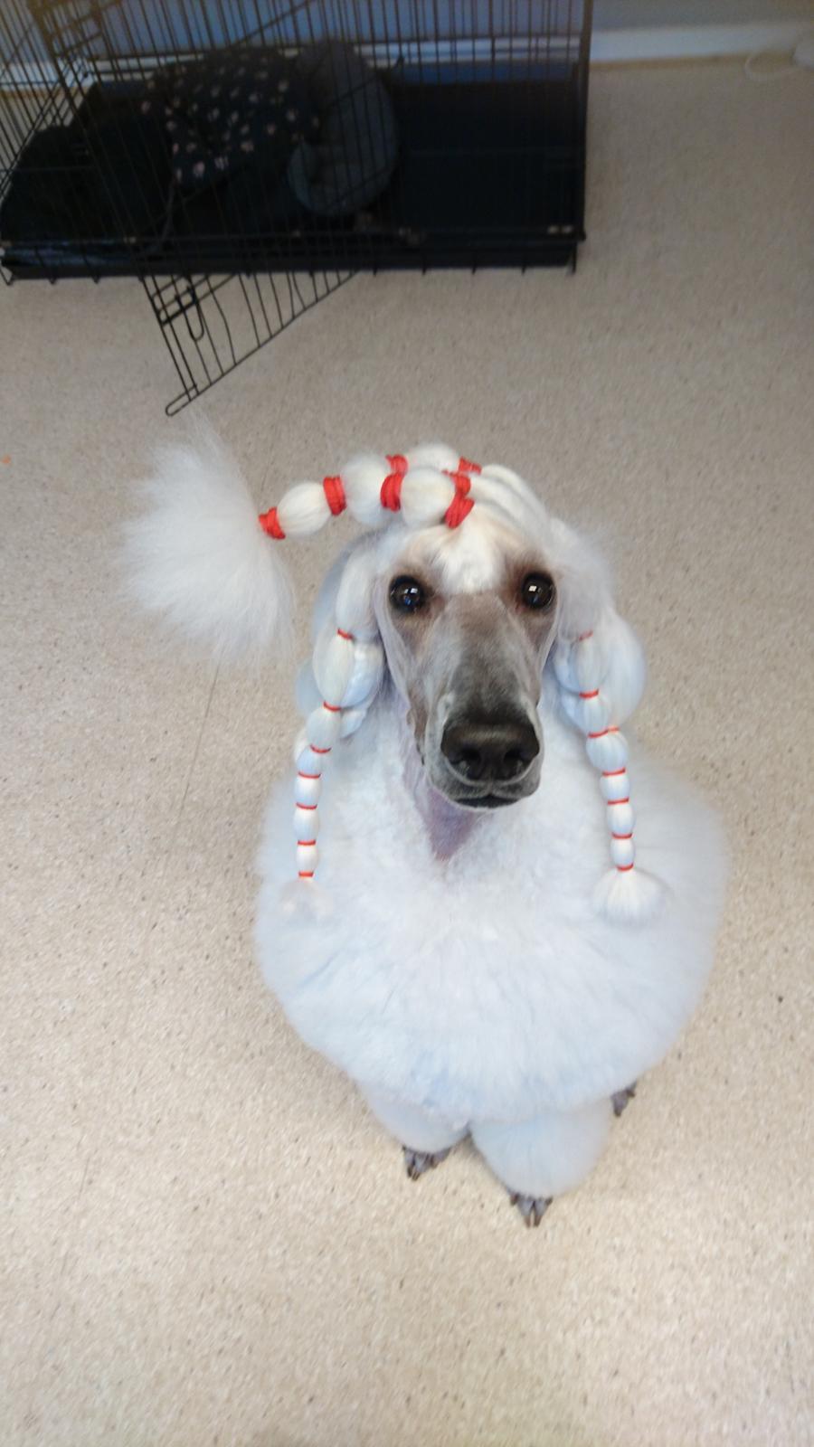 Storpuddel Tula billede 48