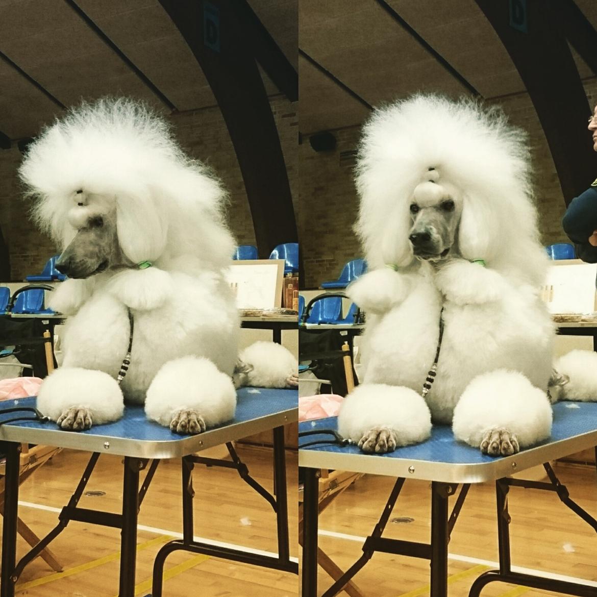 Storpuddel Tula billede 49