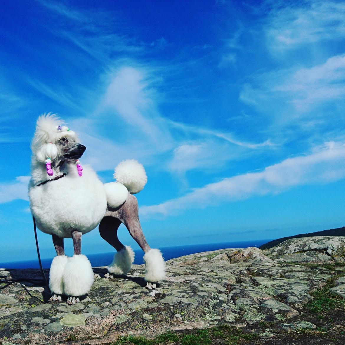 Storpuddel Tula billede 1