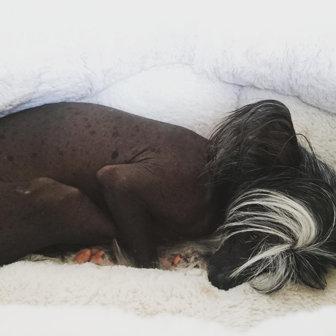 Chinese crested hårløs Akina  billede 30