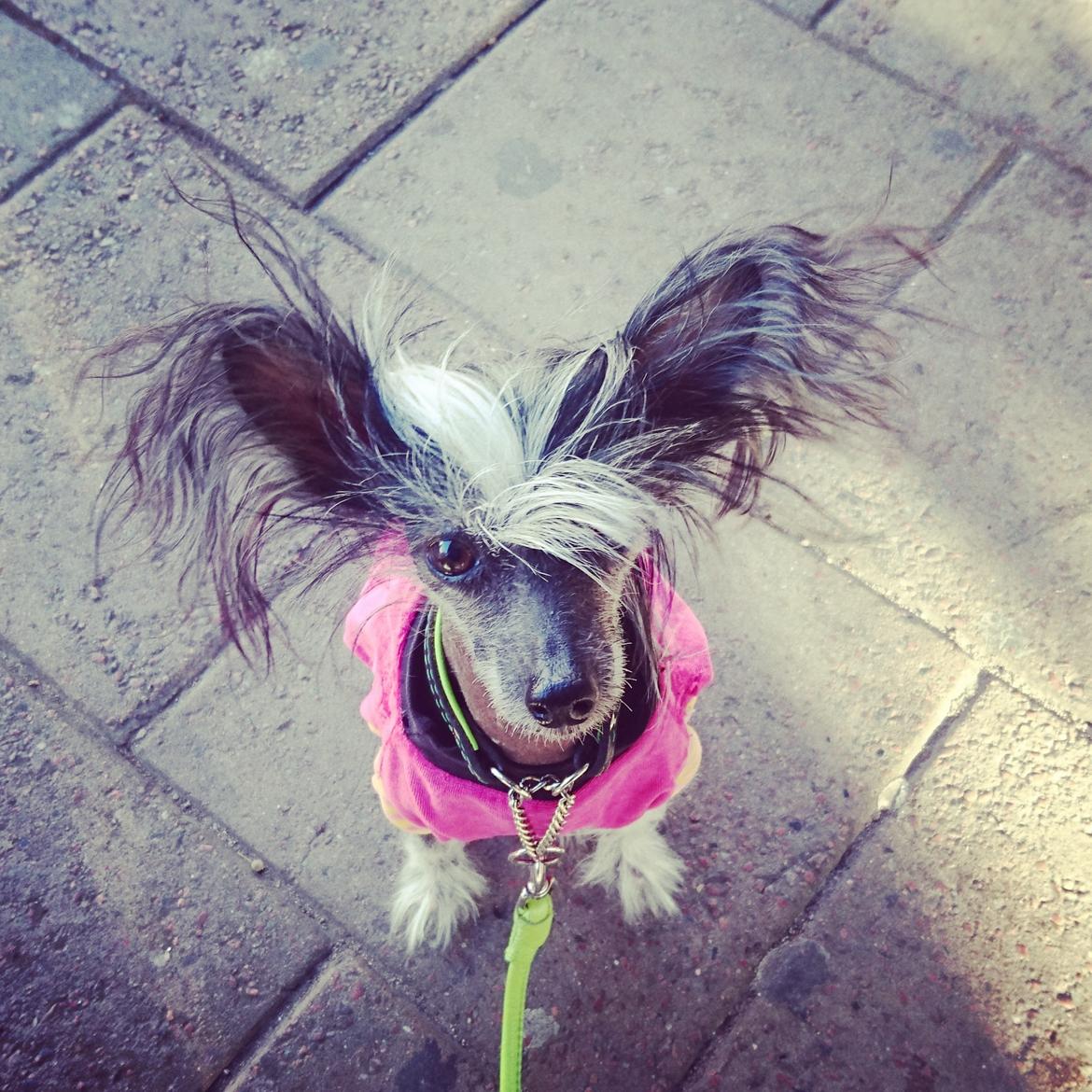 Chinese crested hårløs Akina  billede 31