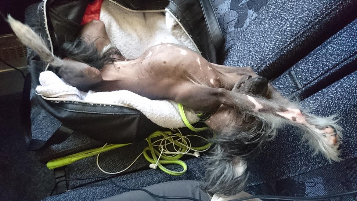 Chinese crested hårløs Akina  billede 32