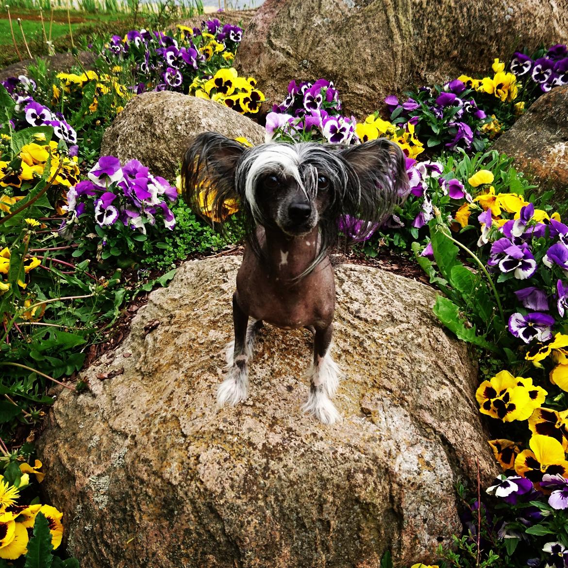 Chinese crested hårløs Akina  billede 34