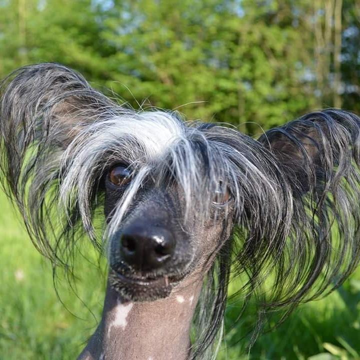 Chinese crested hårløs Akina  billede 35