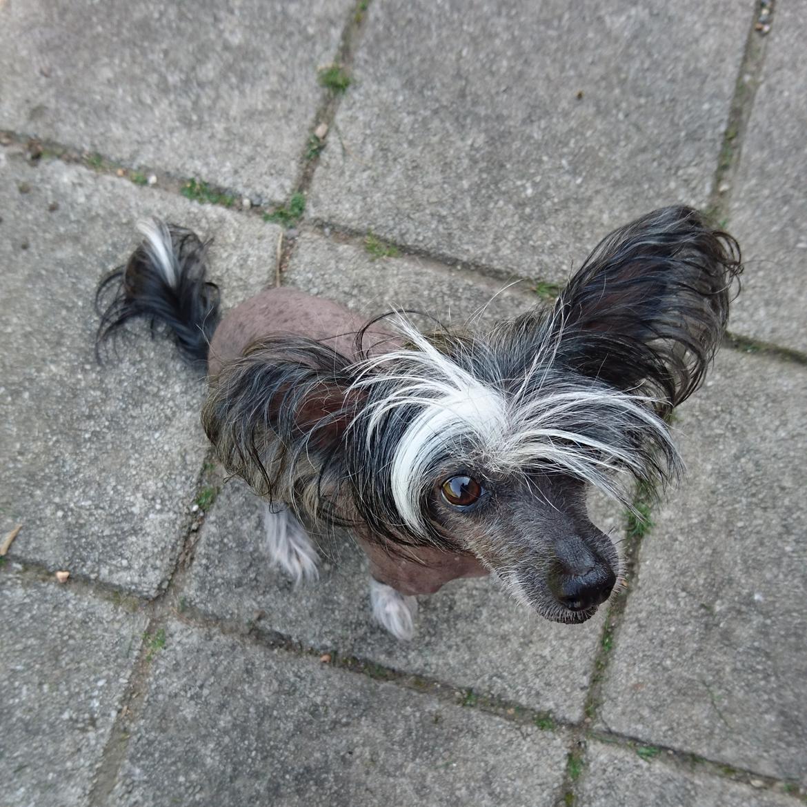 Chinese crested hårløs Akina  billede 36