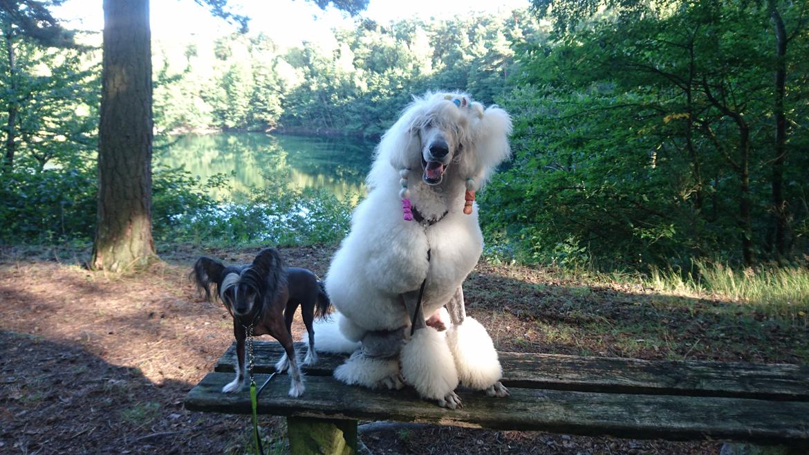 Chinese crested hårløs Akina  billede 39