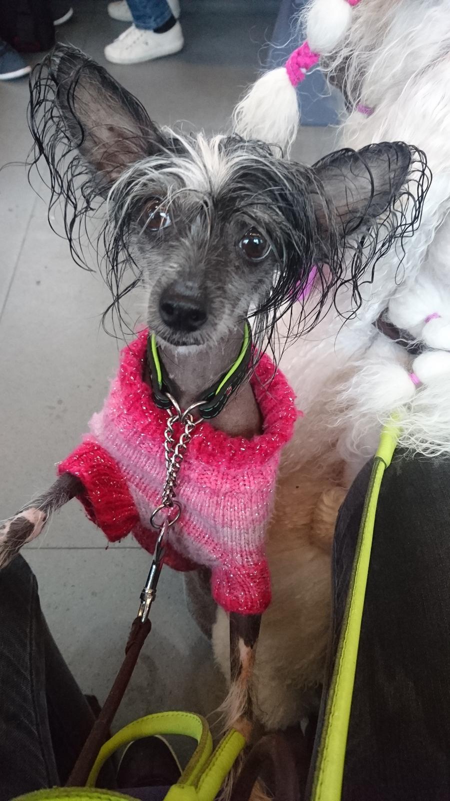 Chinese crested hårløs Akina  billede 41