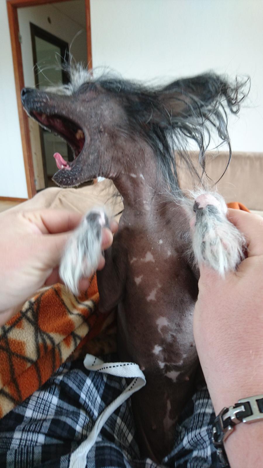 Chinese crested hårløs Akina  billede 45