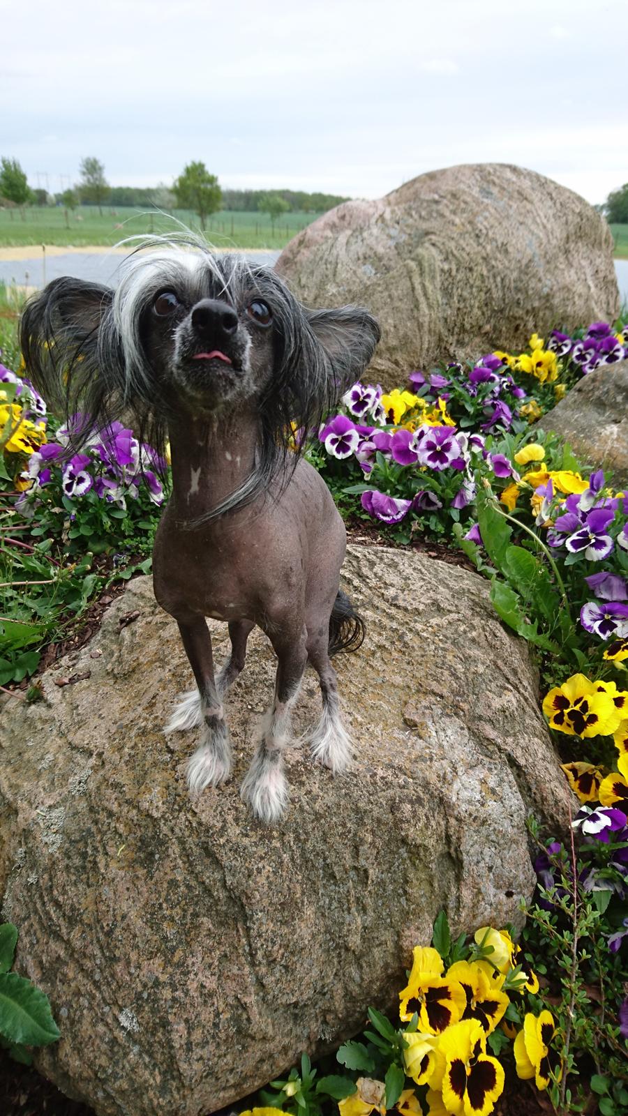 Chinese crested hårløs Akina  billede 46