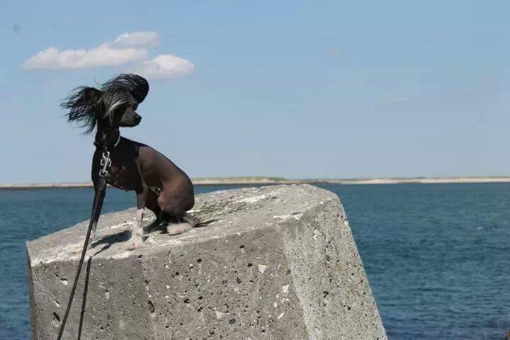 Chinese crested hårløs Akina  billede 1