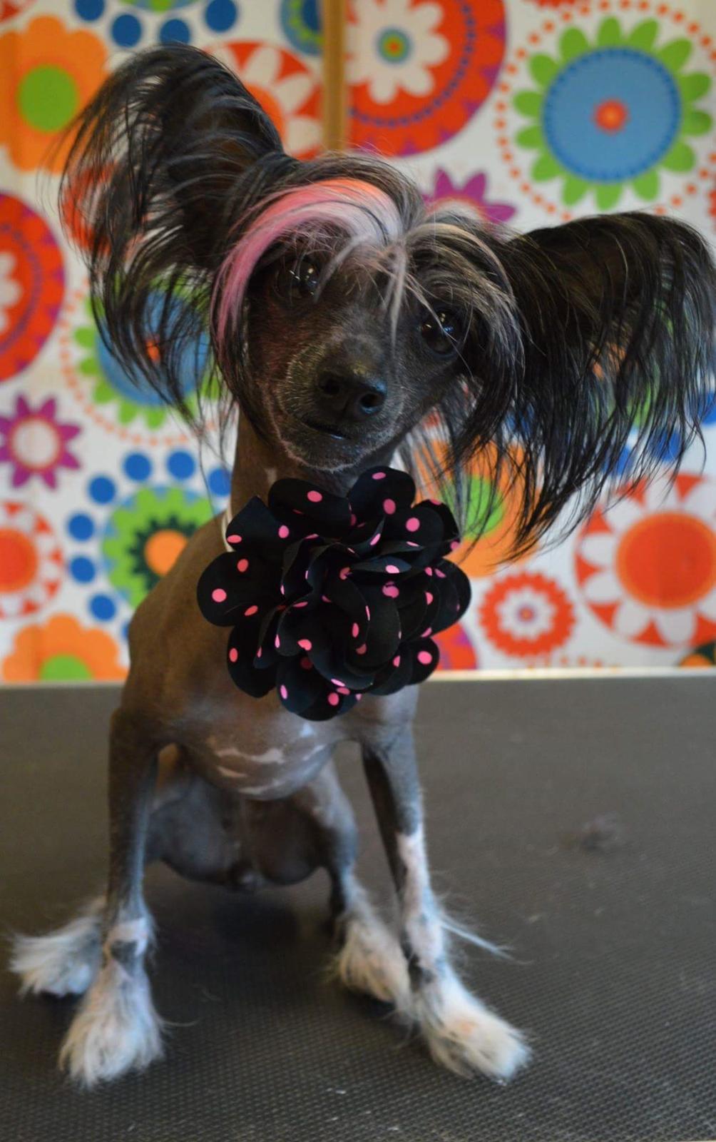 Chinese crested hårløs Akina  billede 47