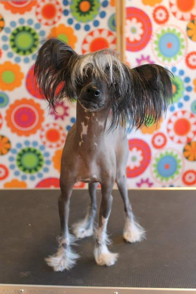 Chinese crested hårløs Akina  billede 42