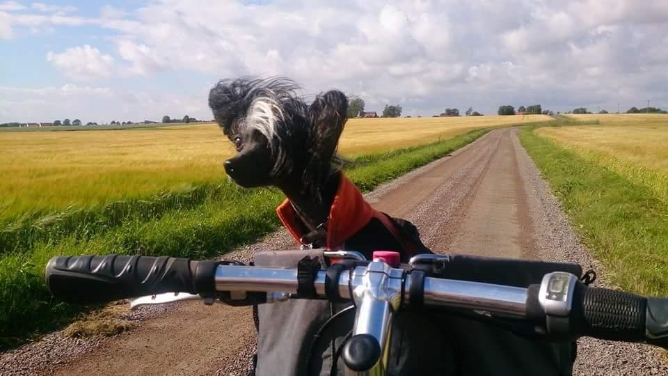 Chinese crested hårløs Akina  billede 6