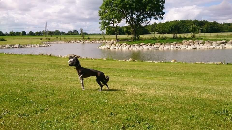 Chinese crested hårløs Akina  billede 5