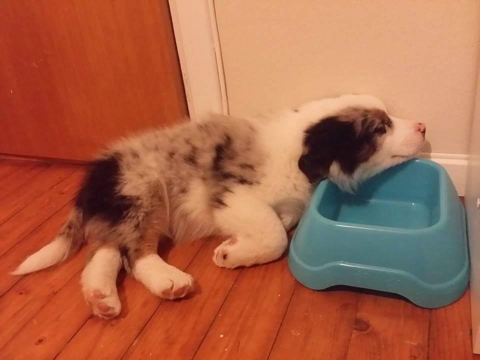 Australian shepherd Tamburengas Buckingham Palace billede 15