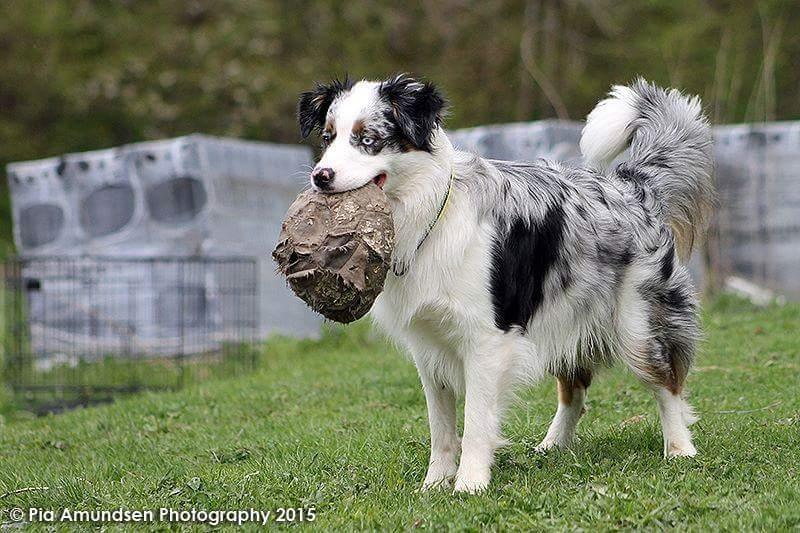 Australian shepherd Tamburengas Buckingham Palace billede 18