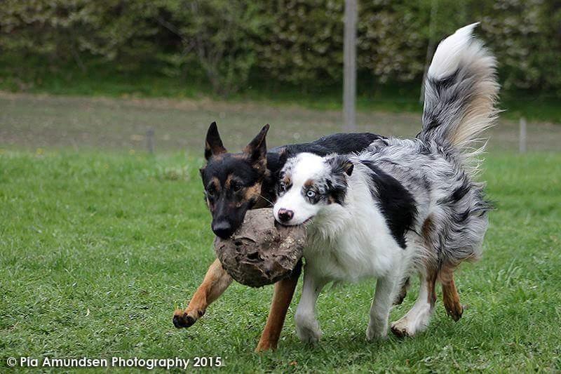 Australian shepherd Tamburengas Buckingham Palace billede 17